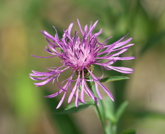 Centaurea × moncktonii