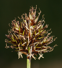 Carex abrupta