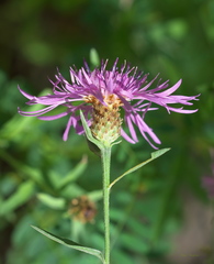 Centaurea × moncktonii