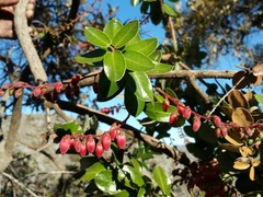 Agarista buxifolia image