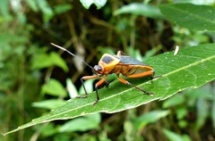 Laminiceps