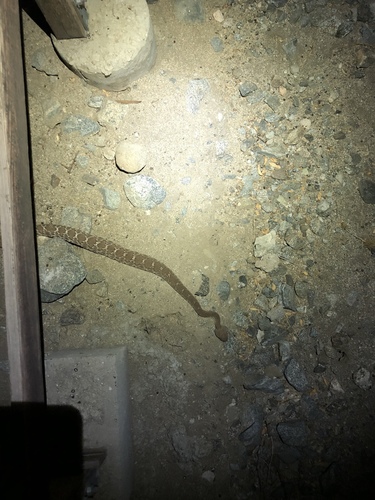 iNaturalist observation photo of Red Diamond Rattlesnake