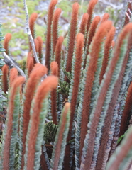 Jamesonia cinnamomea