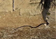 Hierophis viridiflavus carbonarius