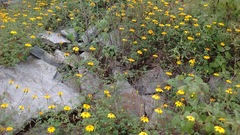 Tagetes parryi