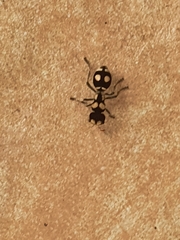 Hoplomutilla insignis