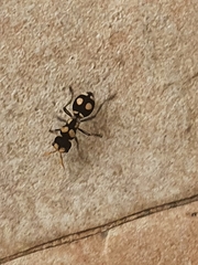 Hoplomutilla insignis