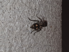 Hoplomutilla insignis