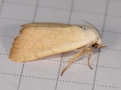 Bagisara buxea