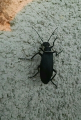 Epicauta segmenta