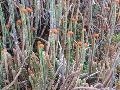 Jamesonia cinnamomea