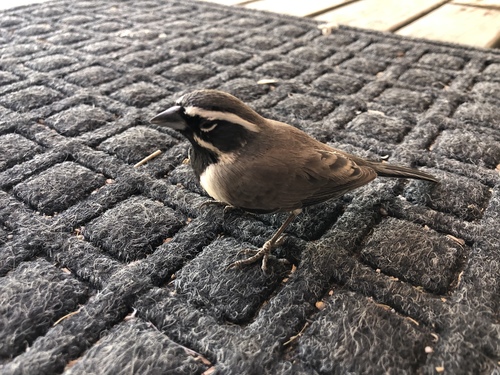 iNaturalist observation photo of Black-throated Sparrow