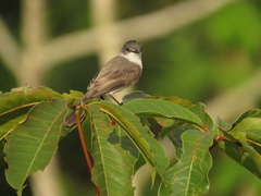 Serpophaga hypoleuca