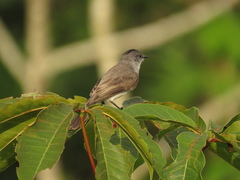 Serpophaga hypoleuca