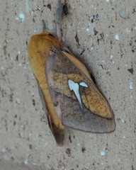 Syssphinx blanchardi