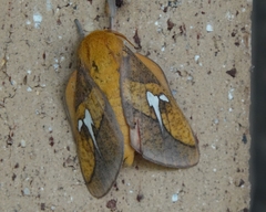 Syssphinx blanchardi