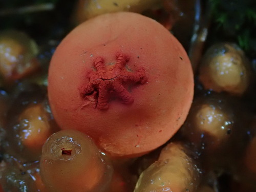 stalked puffball-in-aspic