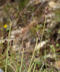 Carex orestera