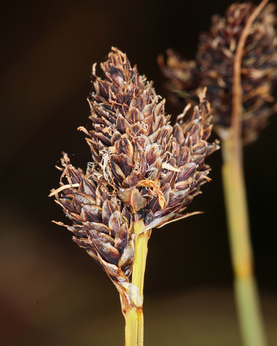 boulder sedge (Carex orestera)