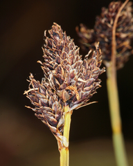 Carex orestera