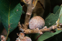 Disholcaspis simulata