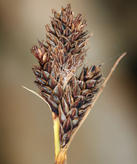 Carex orestera