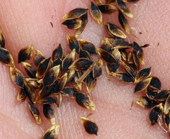 Carex orestera
