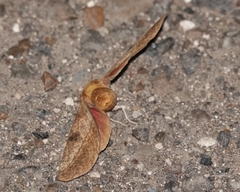 Syssphinx blanchardi