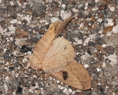 Syssphinx blanchardi