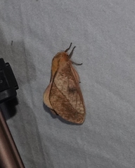 Syssphinx blanchardi