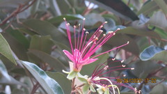 Capparis cynophallophora