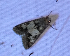 Melipotis agrotoides