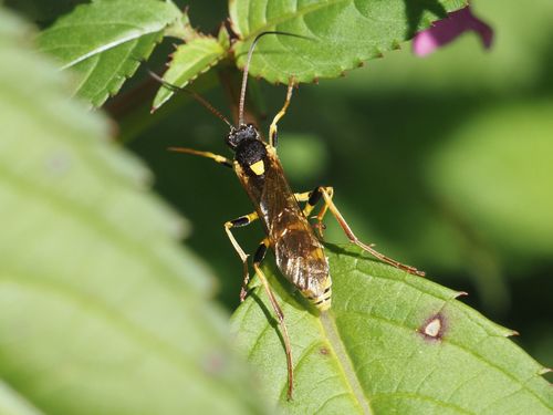 Toothed Tiger Ichneumon photo 4
