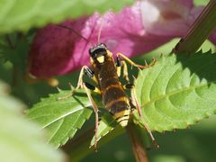 Amblyteles armatorius