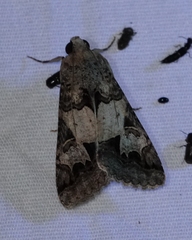 Melipotis agrotoides