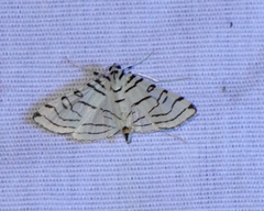 Conchylodes concinnalis