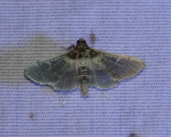 Apilocrocis brumalis