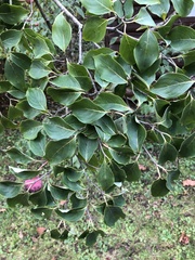 Cornus kousa