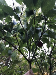 Cornus kousa