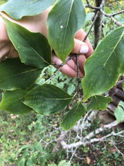 Cornus kousa