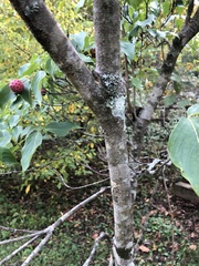Cornus kousa