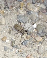 Susuacanga stigmatica