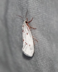 Enaemia basistriga
