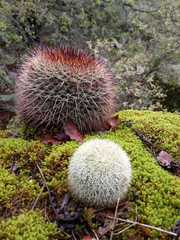 Mammillaria rhodantha