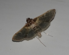 Apilocrocis brumalis