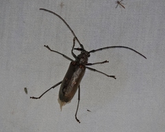 Susuacanga stigmatica