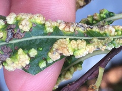 Aculus