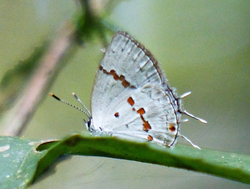 Celmia