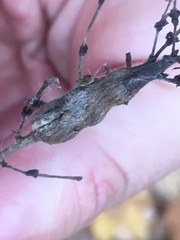 Neolasioptera desmodii