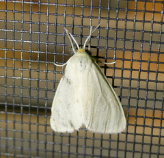 Neoplynes eudora